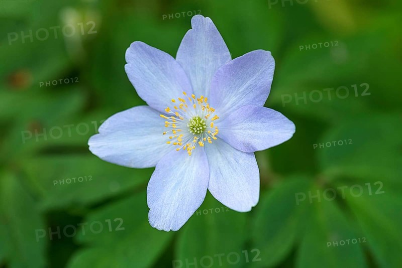 Flower of the snowdrop anemone