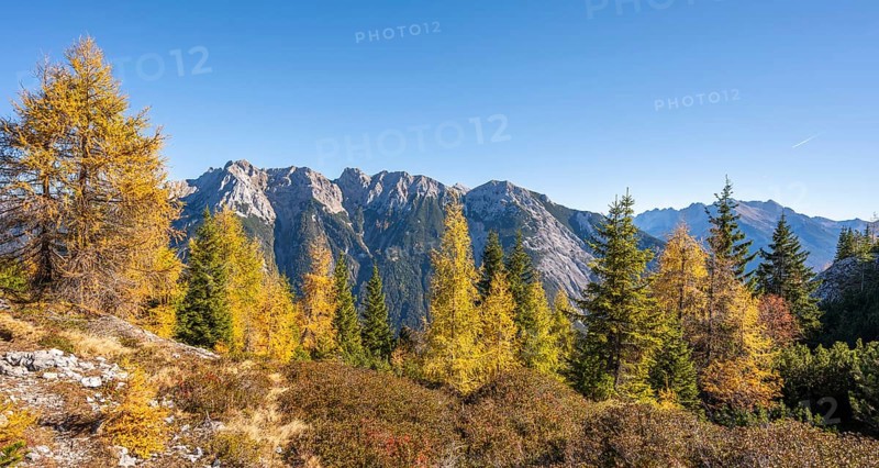Larch forest in autumn