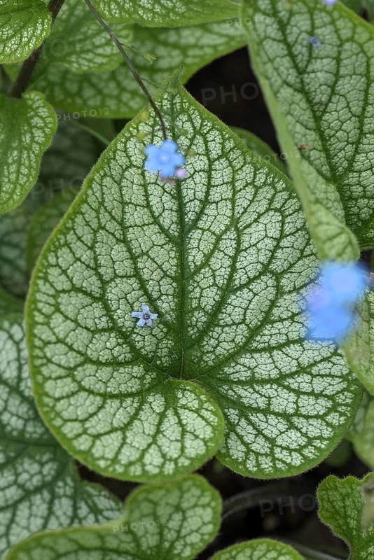 Leaf of the large-leaved siberian bugloss