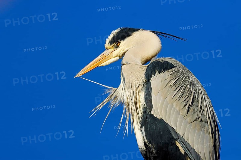 Grey heron