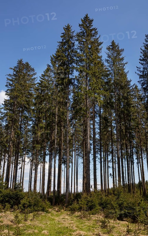 Monoculture