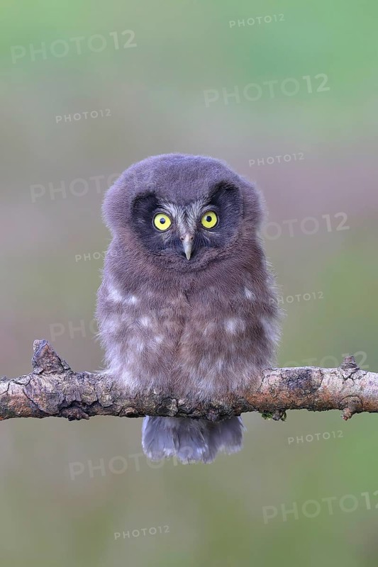 Tengmalm's Owl