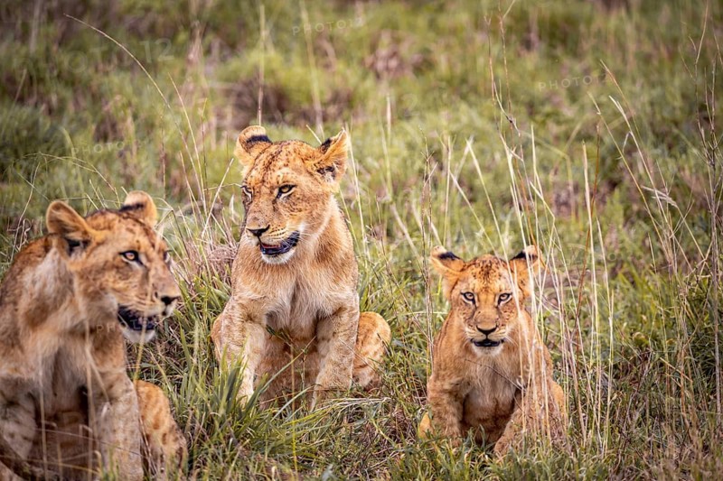 Lion
