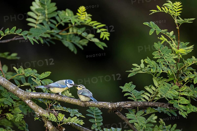 Blue tit