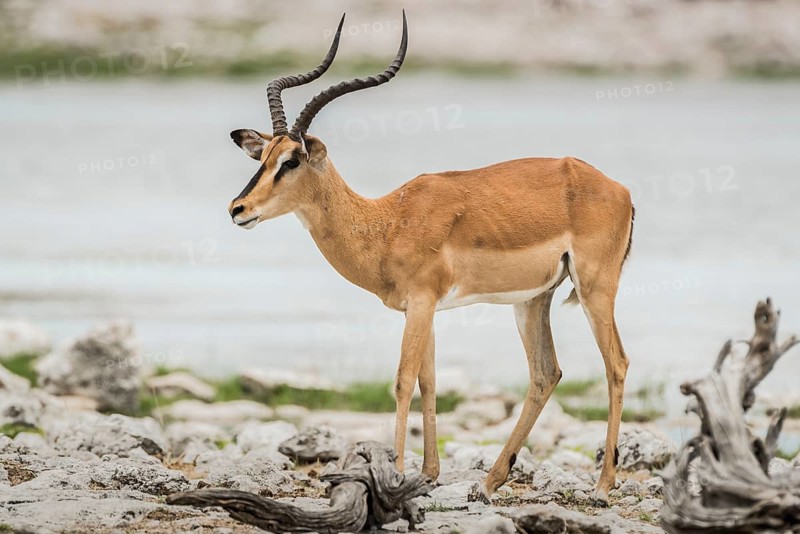 Black-faced impala