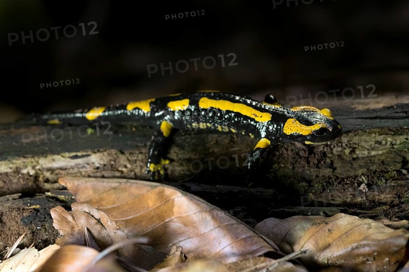 Feuersalamander