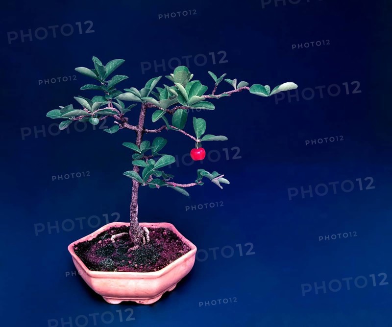Bonsai