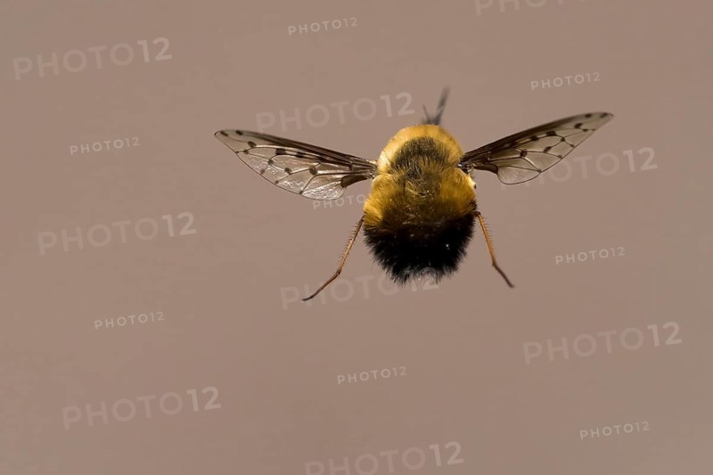 Gefleckter Wollschweber