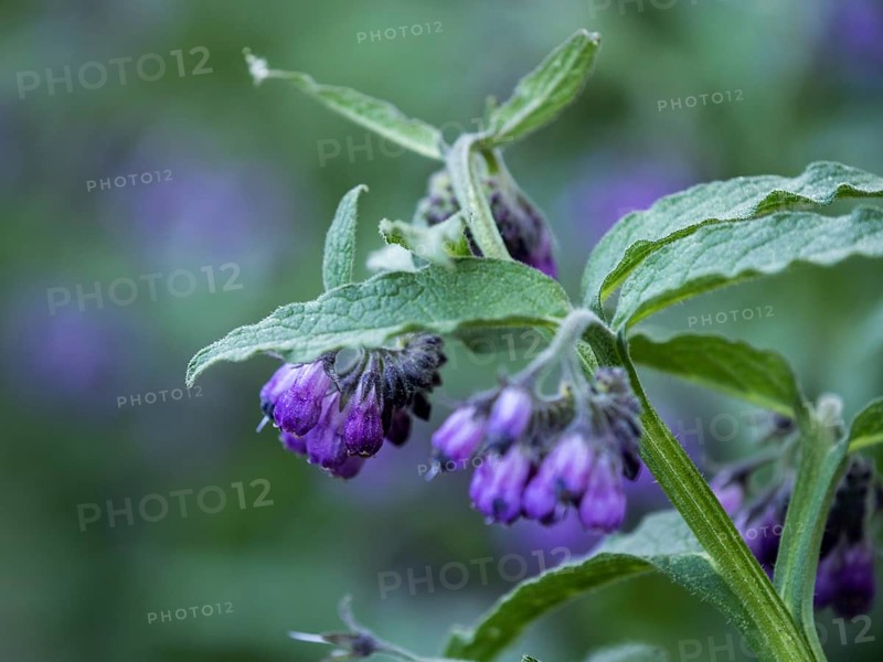 Comfrey