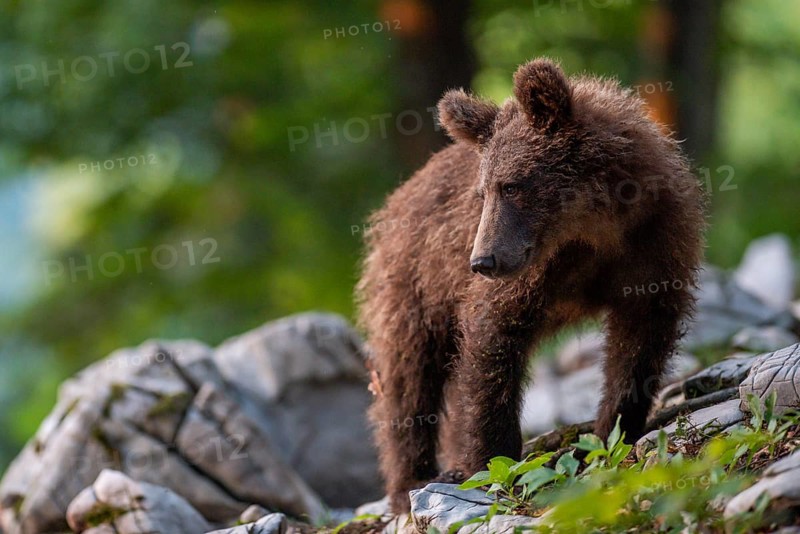 European Brown bear