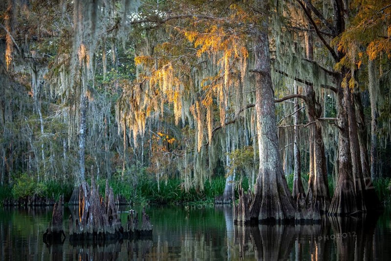 Bald cypresses