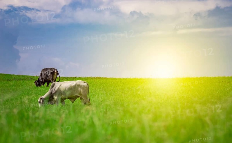 Two cows in the field eating grass