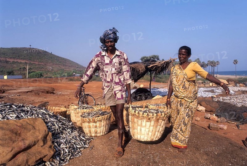 Carrying dried fish in Bheemunipatnam