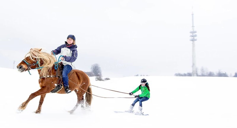 Skikjoering mit Haflinger am Peissenberg