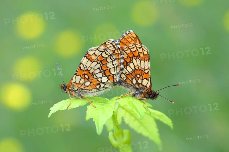 Heath fritillary