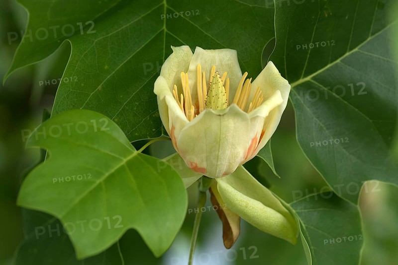 Flower from tulip tree