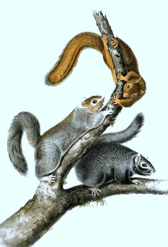 Black giant squirrel