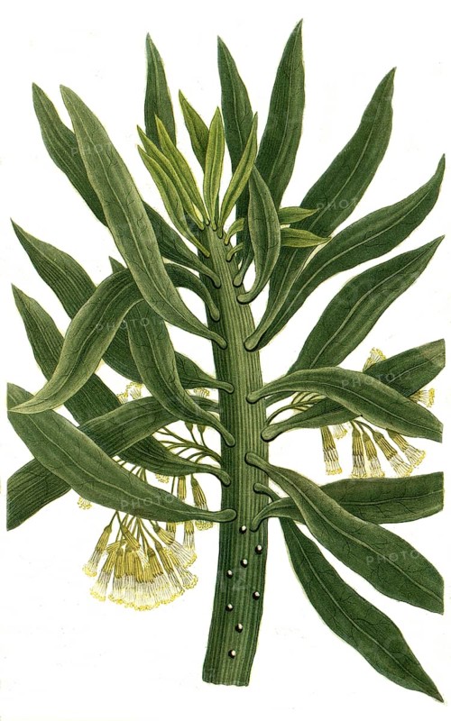 Cacaliastrum or Senecio arborescen