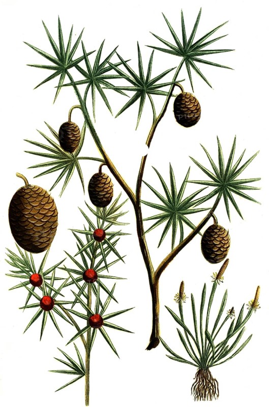 Cauda muris Lebanon lebanon cedar