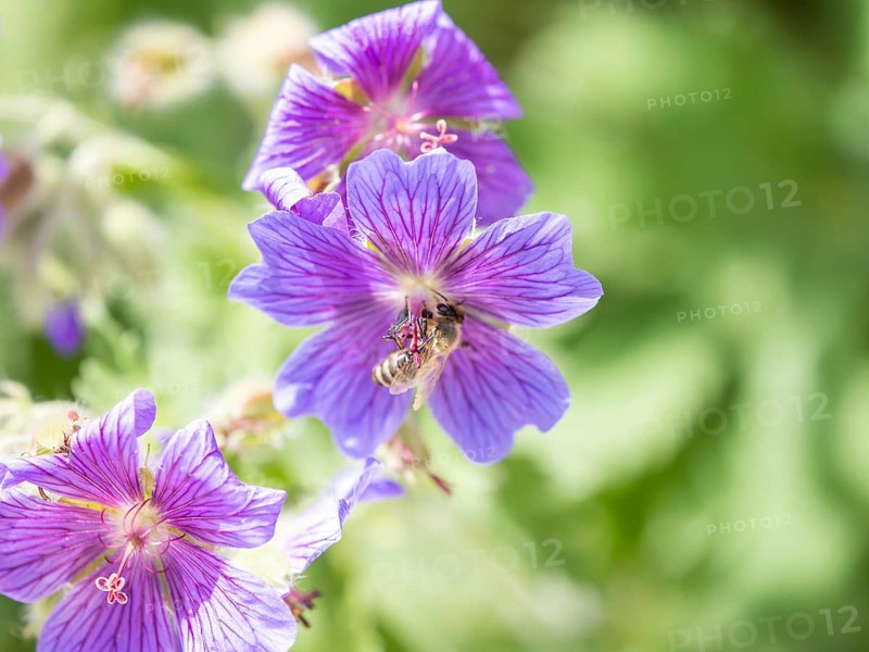 Honey bee