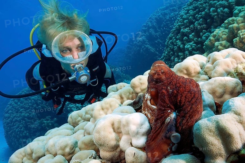 Diver looking at common octopus