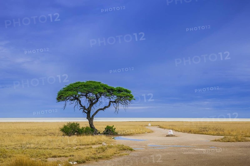 Tree at the edge of the salt pan
