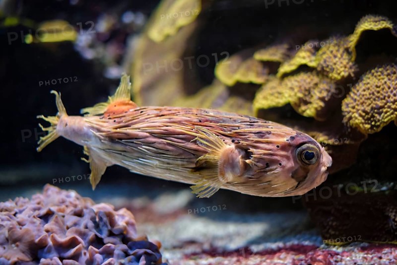 Long-spine porcupinefish