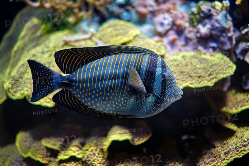 Red Sea sailfin tang