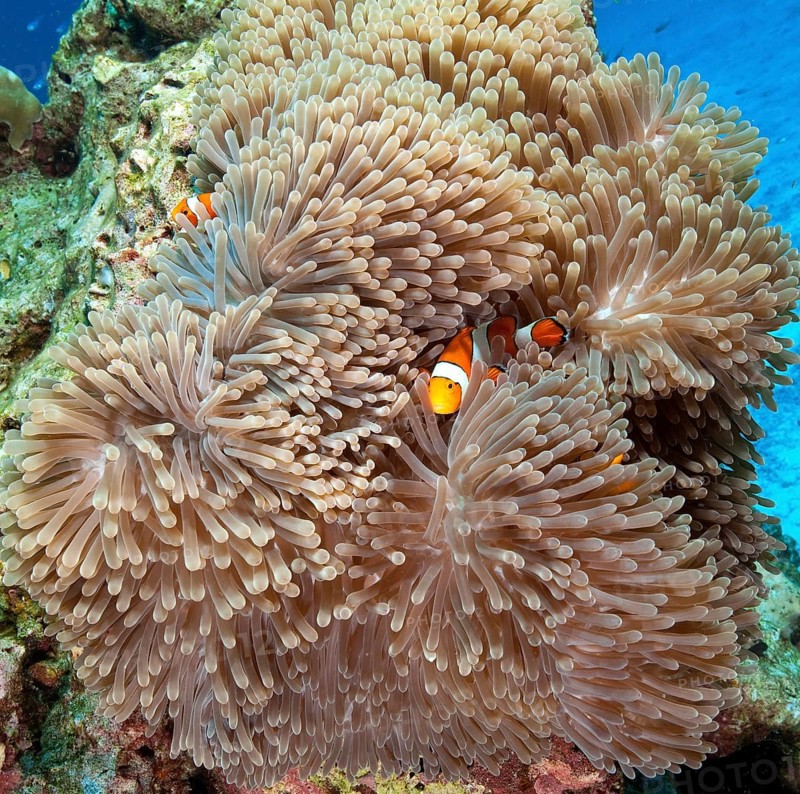 Pair of ocellaris clownfish