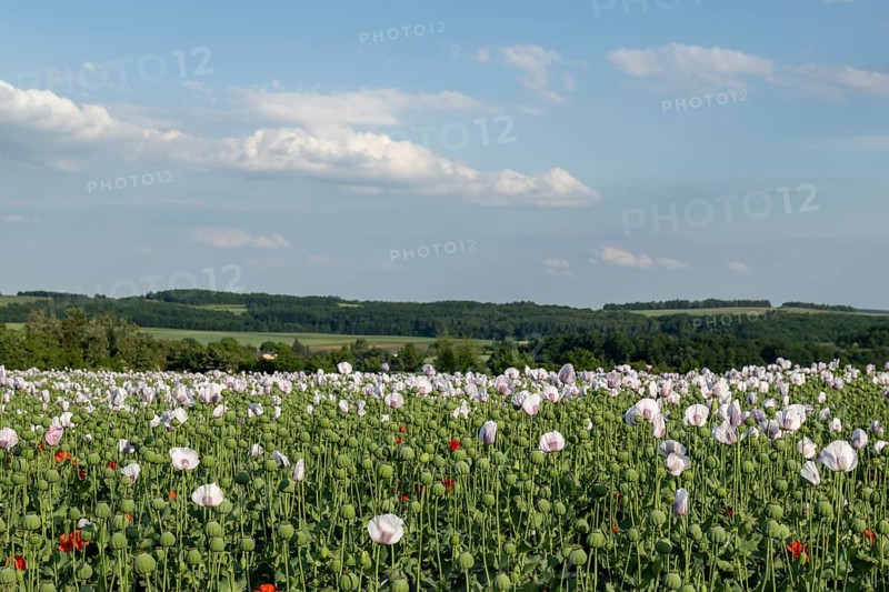 Field with Waldviertel grey poppy