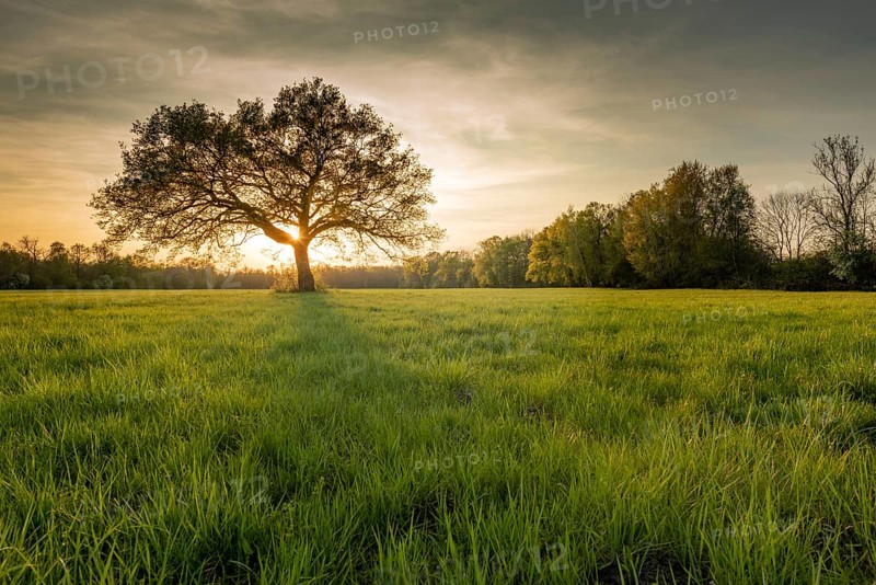 Large oak tree in a clearing at sunset in spring