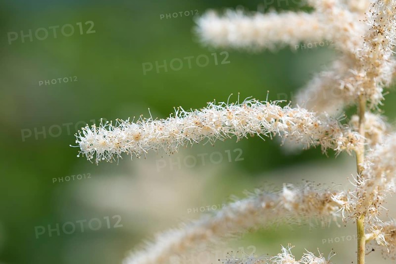 Wald-Geissbart