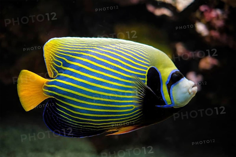 Emperor angelfish