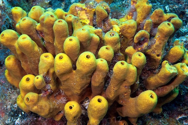 Yellow tube sponge