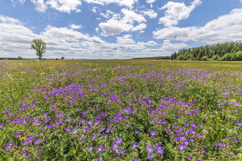 Nature reserve of Rotenbach meadows in High Black Forest. Friedenweiler