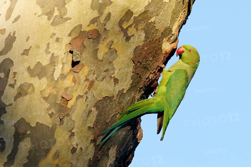 Rose-ringed parakeet