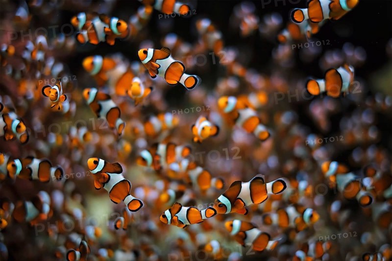Clown Anemonefish
