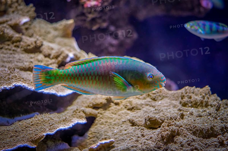 quoyi Quoy's parrotfish