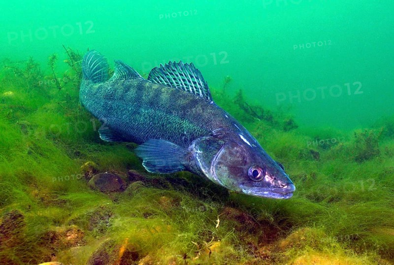 Weibliches Tier von Zander