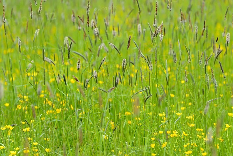Meadow with buttercup