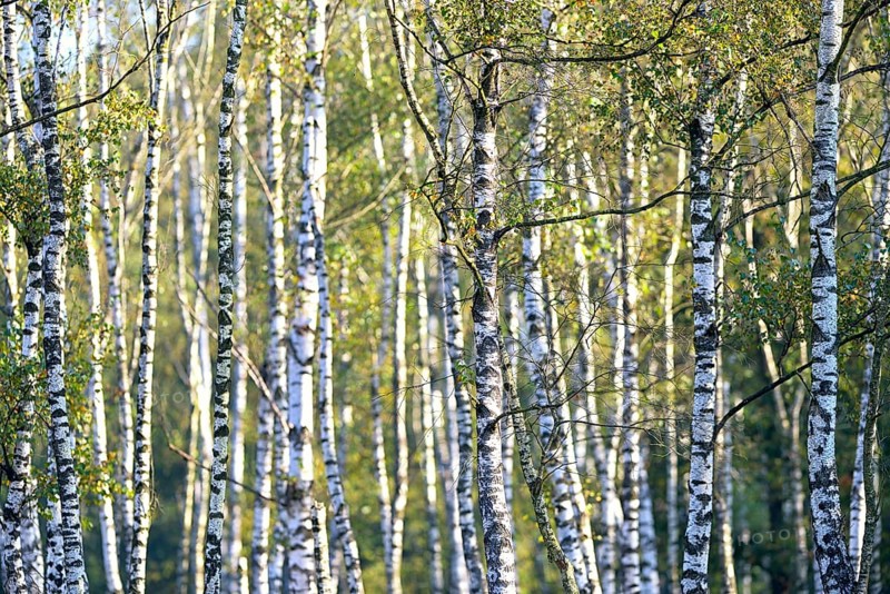 Warty birch