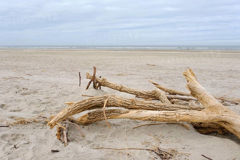 Totholz an der Nordseekueste