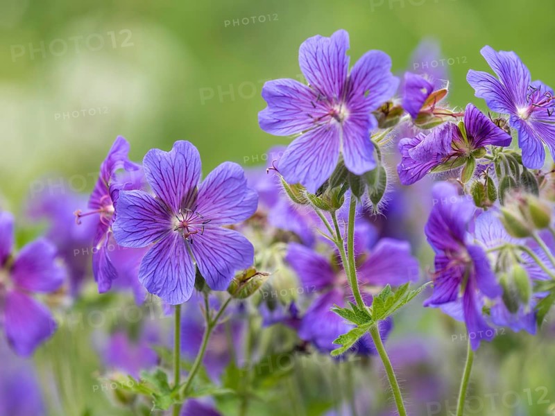 Large cranesbill