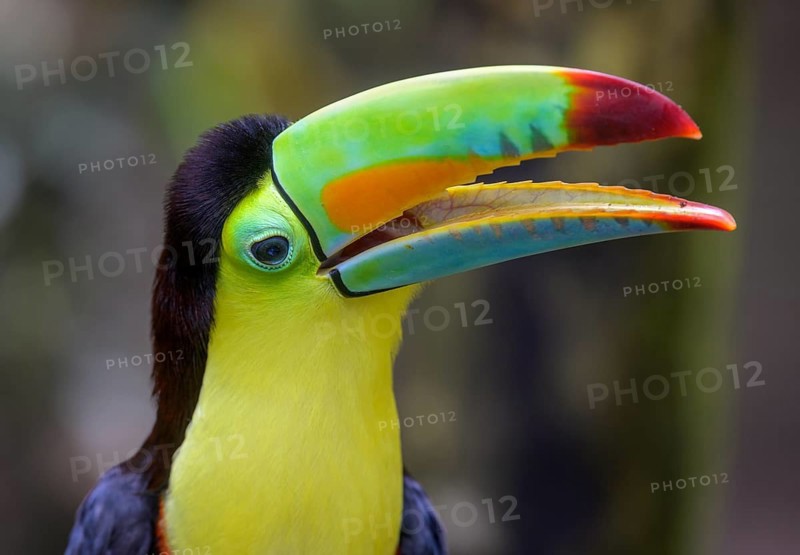 Keel-billed toucan