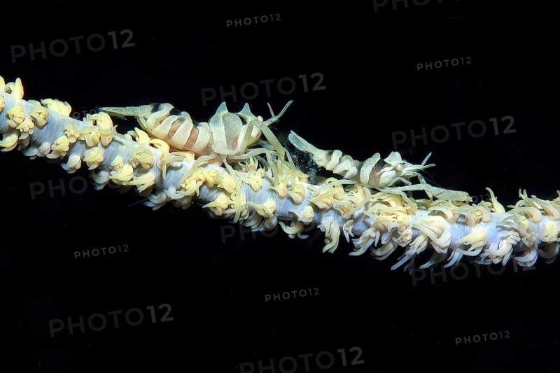 Pair of zanzibar whip coral shrimp