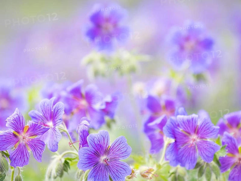 Large cranesbill