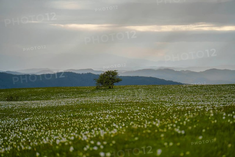 Blooming on mount Petrano in Spring