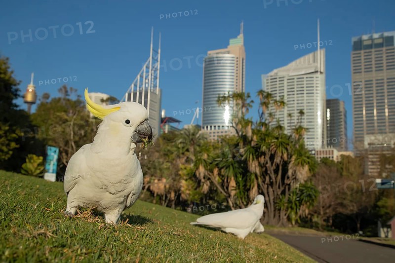 Sulphur-crested cockatoo
