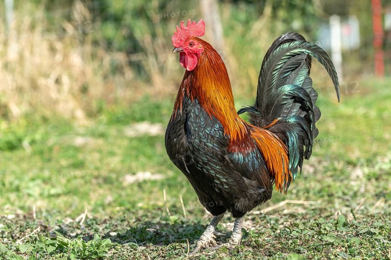 Rooster in a farmyard. Educational Farm