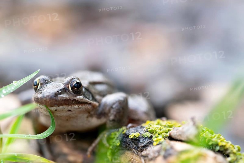 Springfrosch